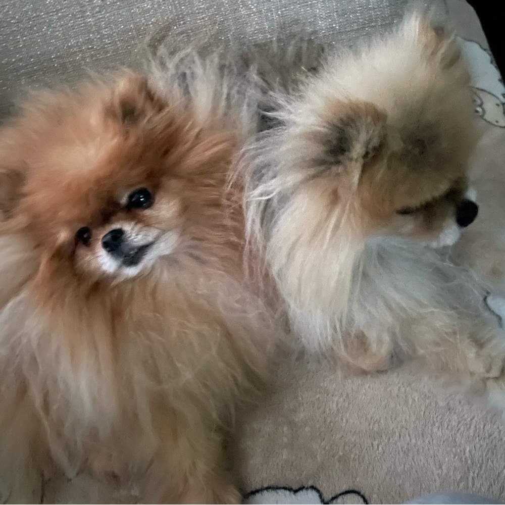 Meet your Posher, npx60